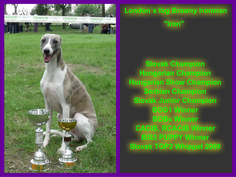 ironstuddog2